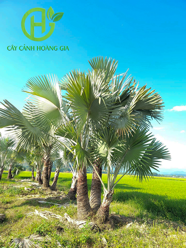 CÂY KÈ BẠC