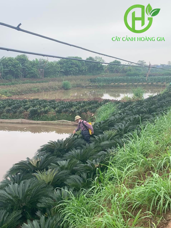 CÂY VẠN TUẾ CÔNG TRÌNH