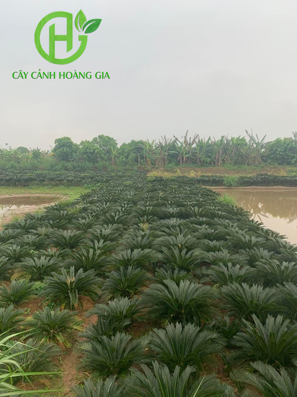 CÂY VẠN TUẾ CÔNG TRÌNH