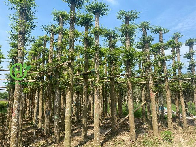 CÂY BÀNG ĐÀI LOAN