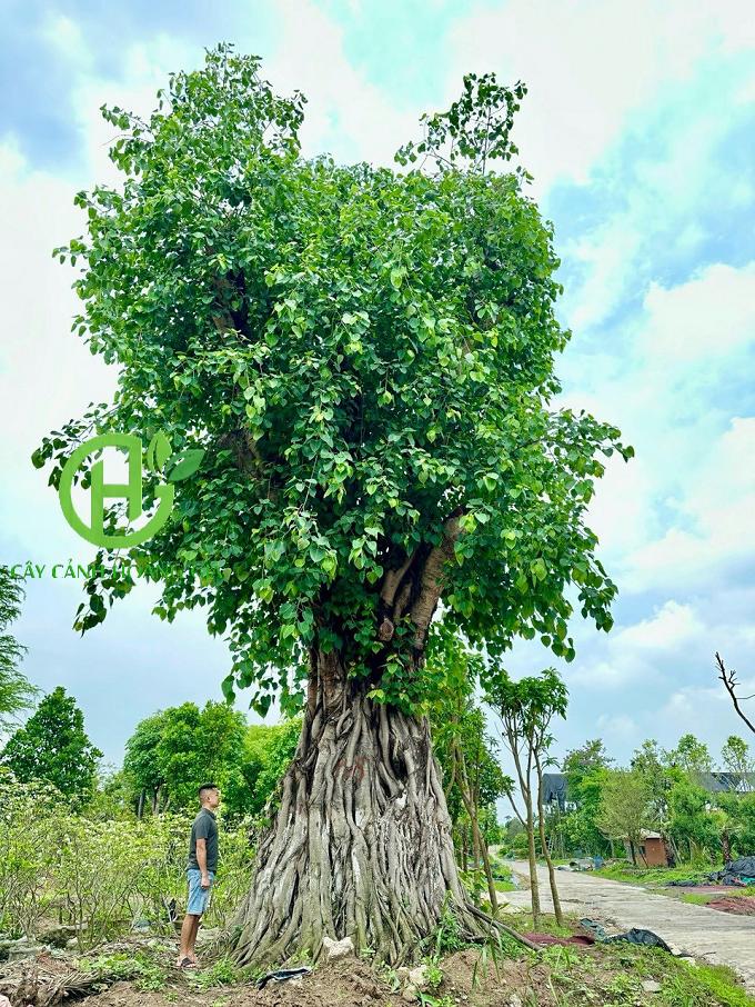 CÂY BỒ ĐỀ CÔNG TRÌNH