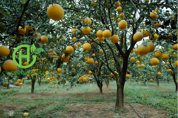 CÂY BƯỞI