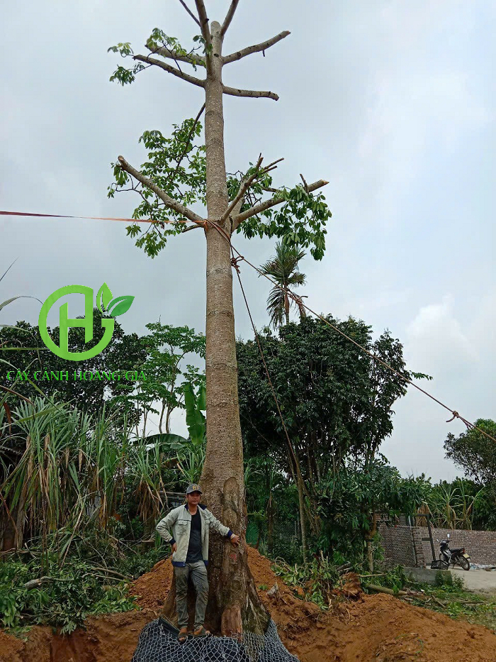 CÂY GẠO HOA ĐỎ