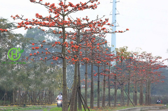 CÂY GẠO HOA ĐỎ