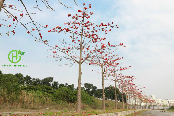 CÂY GẠO HOA ĐỎ