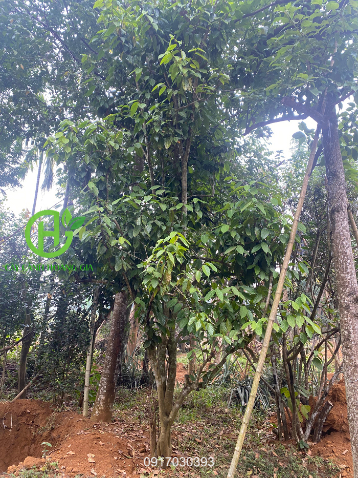 CÂY TRÀ HOA VÀNG