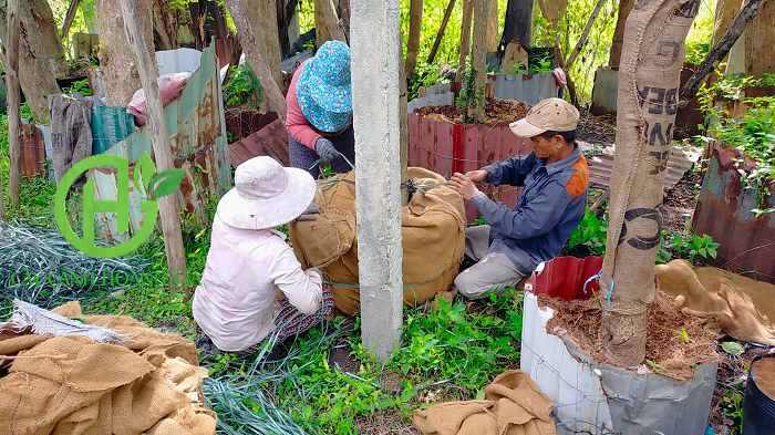 CÂY GIÁNG HƯƠNG