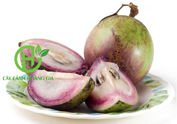 CÂY VÚ SỮA