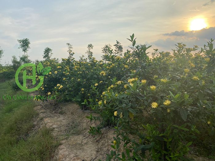 Cây Mẫu Đơn ta - mua bán trồng cây mẫu đơn ta đẹp giá tốt tại Hà Nội