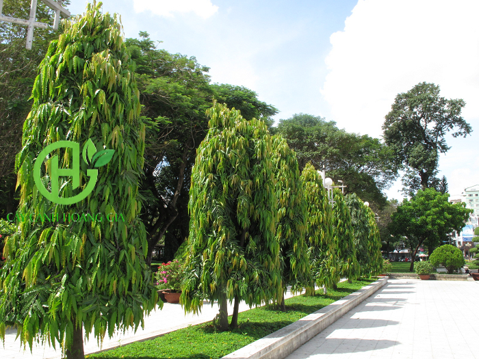 CÂY HOÀNG NAM