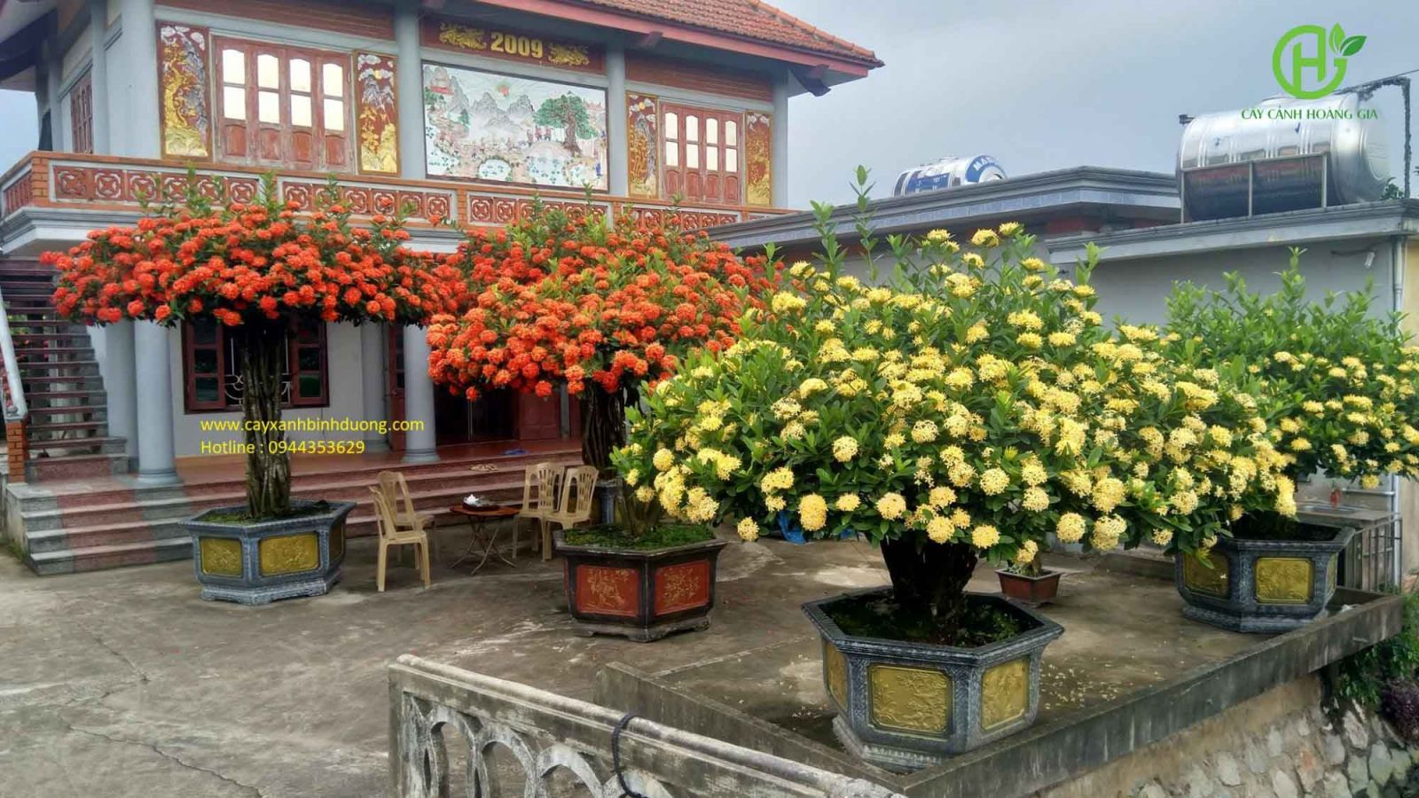 Cây Mẫu Đơn ta - mua bán trồng cây mẫu đơn ta đẹp giá tốt tại Hà Nội