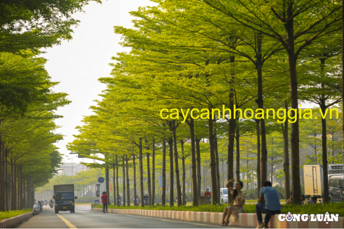cay-bang-dai-loan