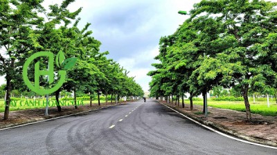 Cây giáng hương - tô điểm đô thị