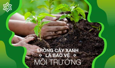 Công ty Cây Xanh trong vai trò bảo vệ môi trường