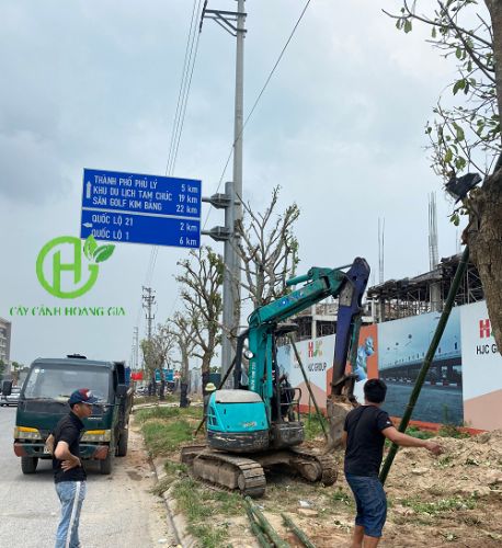Trồng cây tại khu đô thị HJC Hà Nam